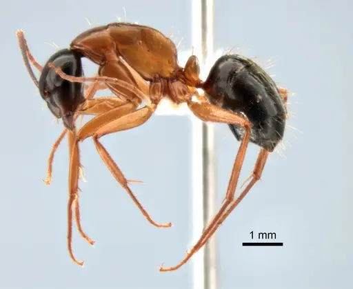 Camponotus vicinus specimen CASENT0882274 image casent0882274_3