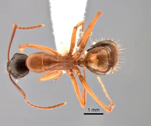 Camponotus vicinus specimen CASENT0882277 image casent0882277_1