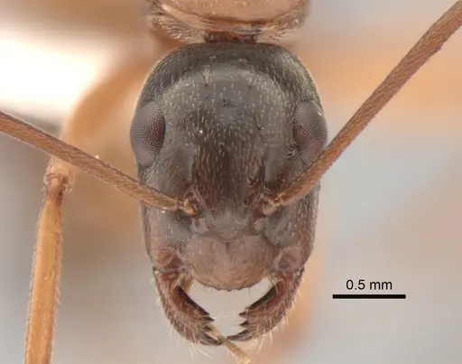 Camponotus vicinus specimen CASENT0882277 image casent0882277_2