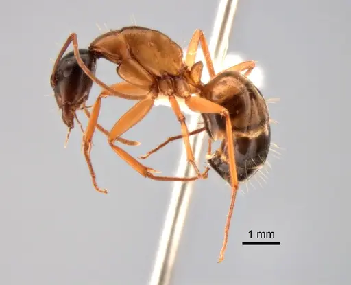 Camponotus vicinus specimen CASENT0882277 image casent0882277_3