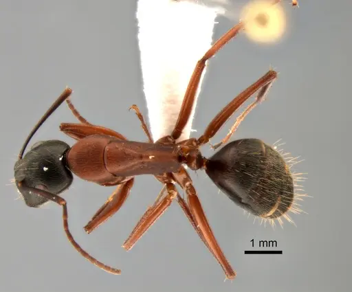 Camponotus vicinus specimen CASENT0882279 image casent0882279_1