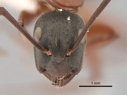 Camponotus vicinus specimen CASENT0882279 image casent0882279_2