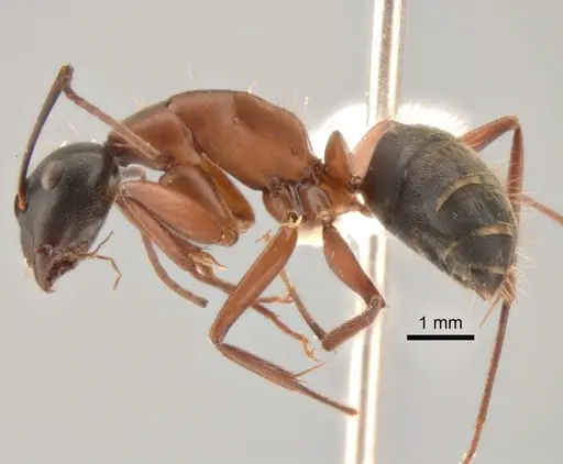 Camponotus vicinus specimen CASENT0882279 image casent0882279_3