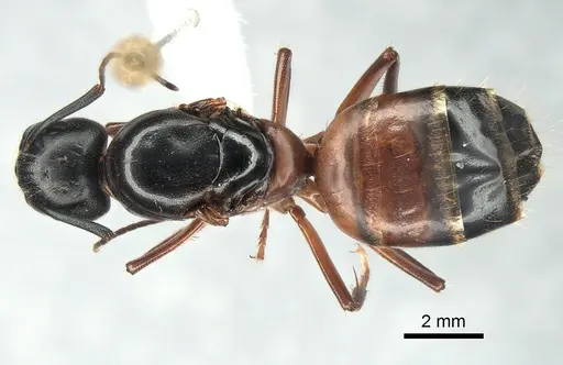 Camponotus vicinus specimen CASENT0882297 image casent0882297_1