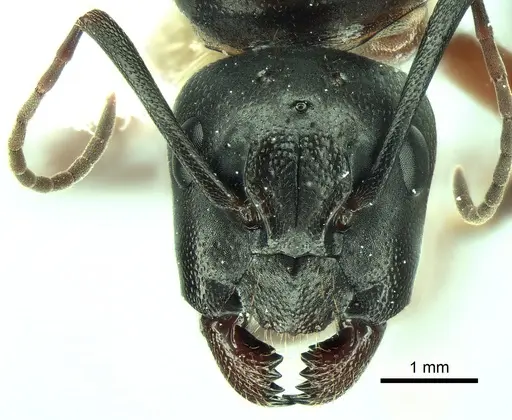Camponotus vicinus specimen CASENT0882297 image casent0882297_2