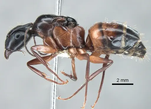 Camponotus vicinus specimen CASENT0882297 image casent0882297_3