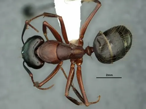 Camponotus vicinus specimen CASENT0883405 image casent0883405_1