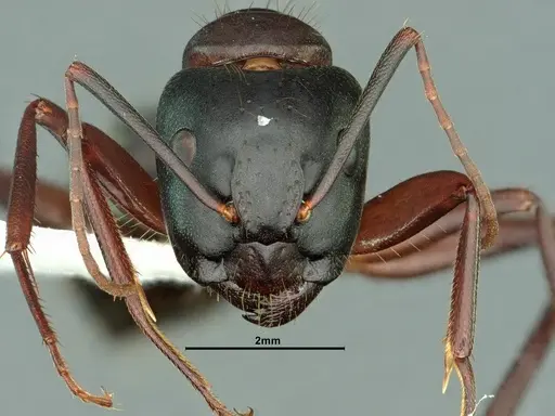 Camponotus vicinus specimen CASENT0883405 image casent0883405_2