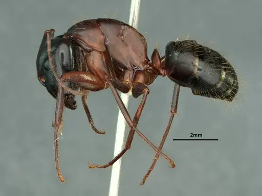 Camponotus vicinus specimen CASENT0883405 image casent0883405_3