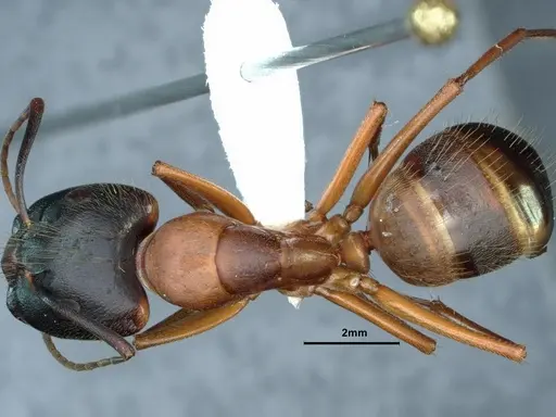Camponotus vicinus specimen CASENT0883406 image casent0883406_1