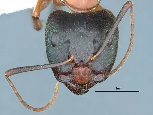 Camponotus vicinus specimen CASENT0883406 image casent0883406_2