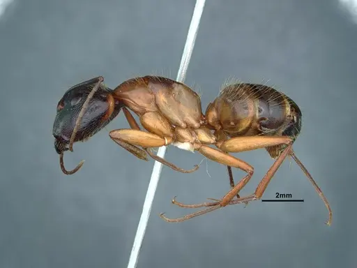 Camponotus vicinus specimen CASENT0883406 image casent0883406_3