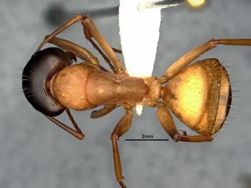 Camponotus vicinus specimen CASENT0883427 image casent0883427_1