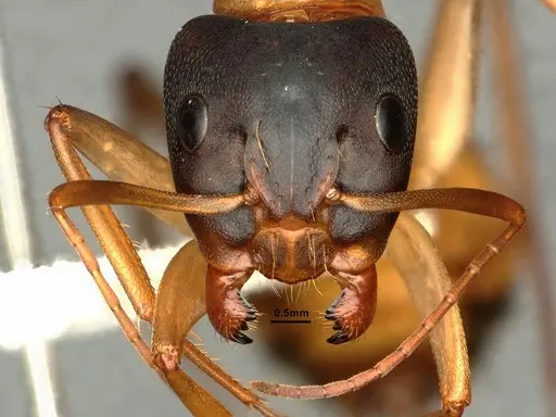 Camponotus vicinus specimen CASENT0883427 image casent0883427_2