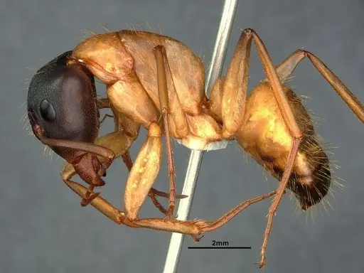 Camponotus vicinus specimen CASENT0883427 image casent0883427_3