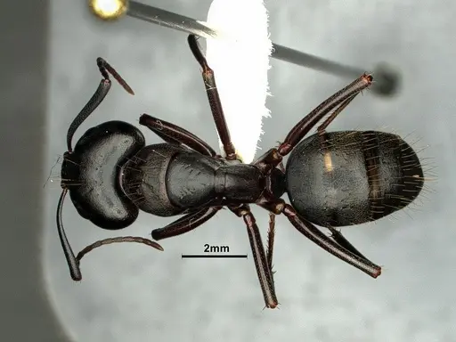Camponotus vicinus specimen CASENT0883429 image casent0883429_1