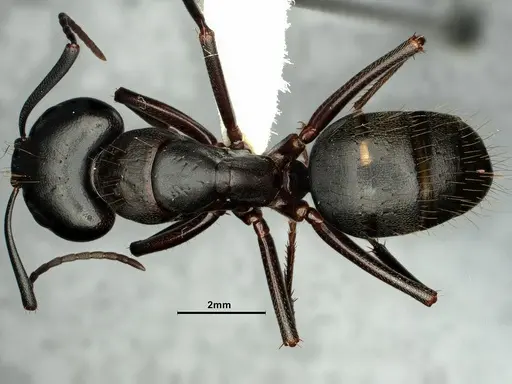 Camponotus vicinus specimen CASENT0883429 image casent0883429_2