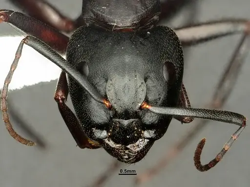 Camponotus vicinus specimen CASENT0883429 image casent0883429_3