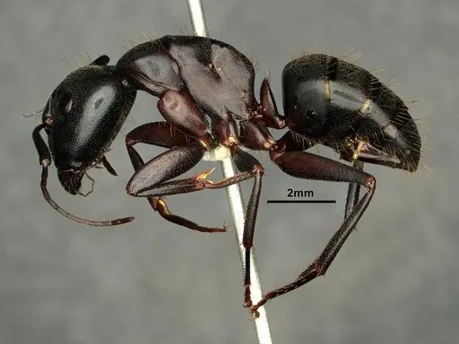 Camponotus vicinus specimen CASENT0883429 image casent0883429_4