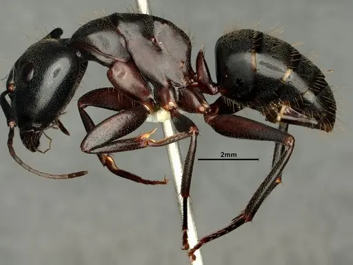 Camponotus vicinus specimen CASENT0883429 image casent0883429_5
