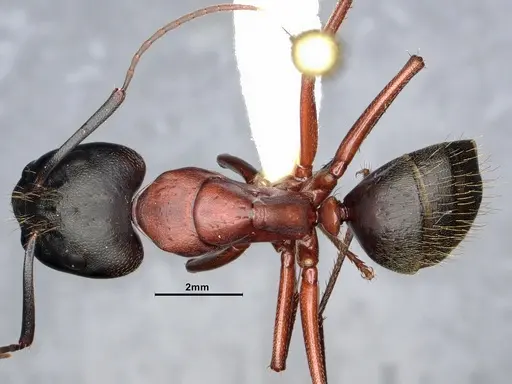 Camponotus vicinus specimen CASENT0886928 image casent0886928_1