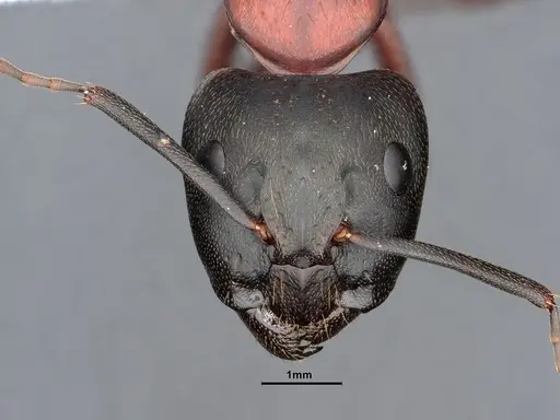 Camponotus vicinus specimen CASENT0886928 image casent0886928_2