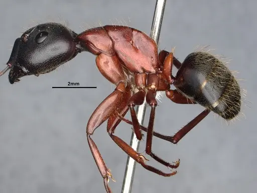 Camponotus vicinus specimen CASENT0886928 image casent0886928_3