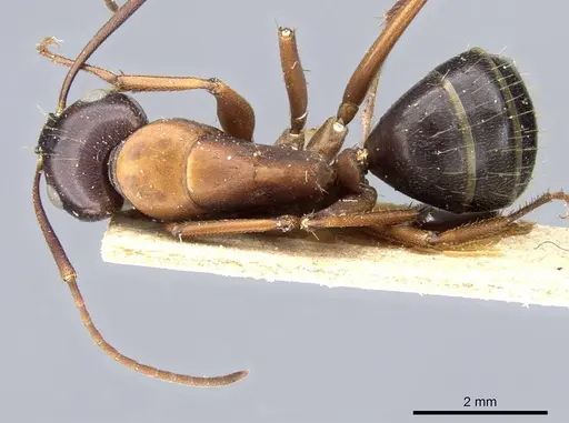 Camponotus vicinus specimen CASENT0905195 image casent0905195_1