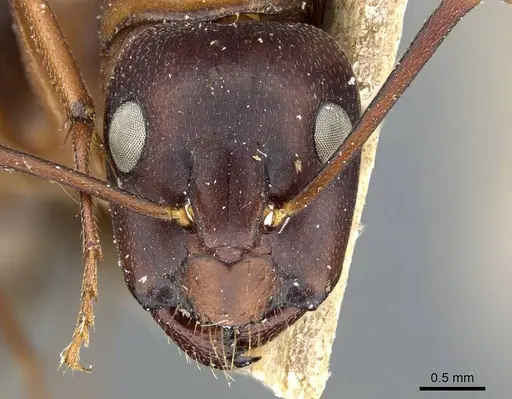 Camponotus vicinus specimen CASENT0905195 image casent0905195_2