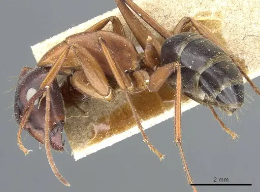 Camponotus vicinus specimen CASENT0905195 image casent0905195_3