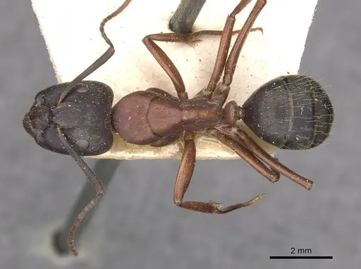 Camponotus vicinus specimen CASENT0909960 image casent0909960_1