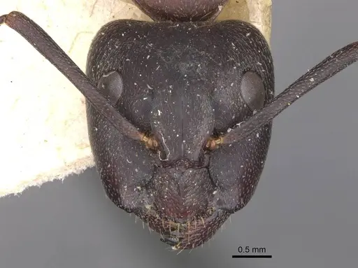 Camponotus vicinus specimen CASENT0909960 image casent0909960_2