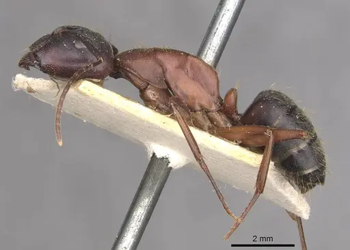 Camponotus vicinus specimen CASENT0909960 image casent0909960_3