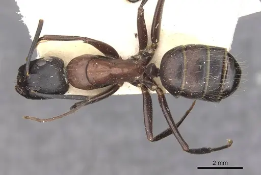Camponotus vicinus specimen CASENT0909961 image casent0909961_1