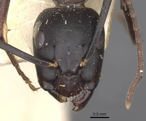 Camponotus vicinus specimen CASENT0909961 image casent0909961_2