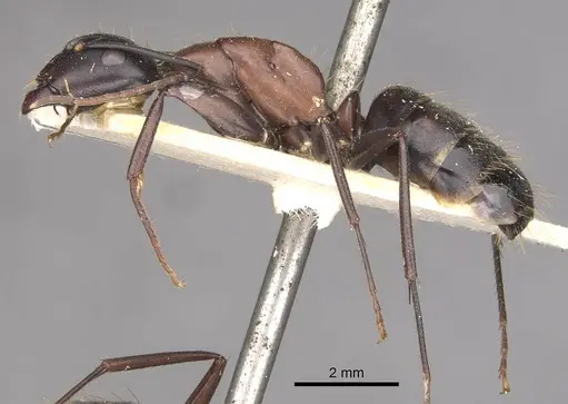Camponotus vicinus specimen CASENT0909961 image casent0909961_3
