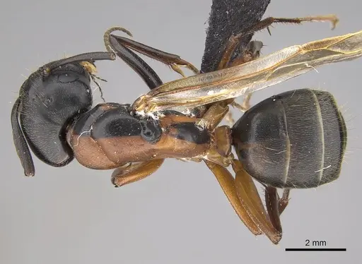 Camponotus vicinus specimen CASENT0914599 image casent0914599_1