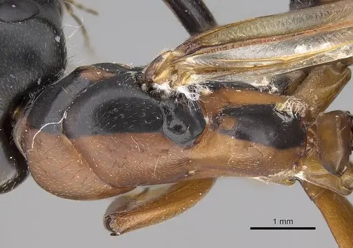 Camponotus vicinus specimen CASENT0914599 image casent0914599_2