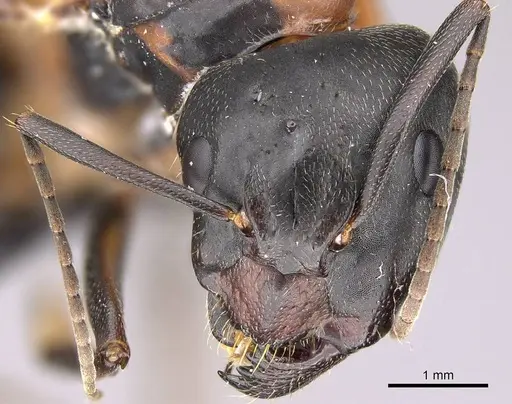 Camponotus vicinus specimen CASENT0914599 image casent0914599_3