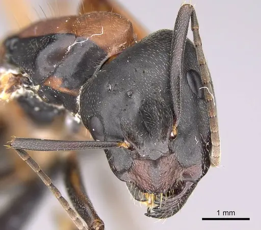 Camponotus vicinus specimen CASENT0914599 image casent0914599_4