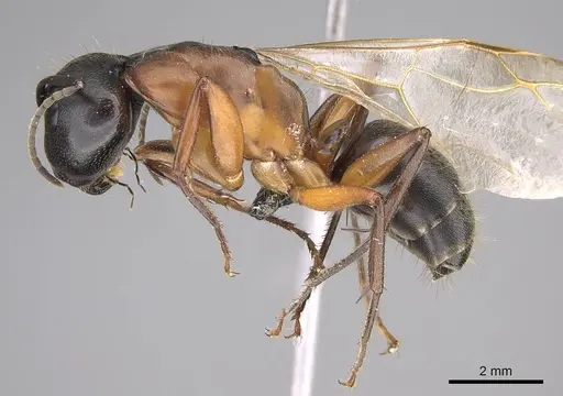 Camponotus vicinus specimen CASENT0914599 image casent0914599_5