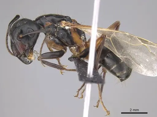 Camponotus vicinus specimen CASENT0914599 image casent0914599_6