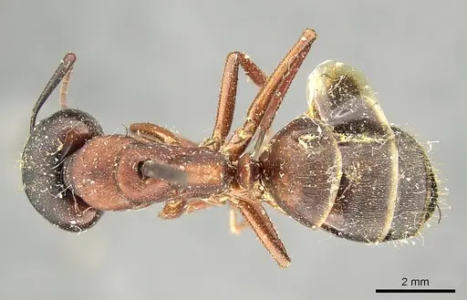 Camponotus vicinus specimen CASENT0915806 image casent0915806_1