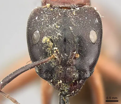 Camponotus vicinus specimen CASENT0915806 image casent0915806_2