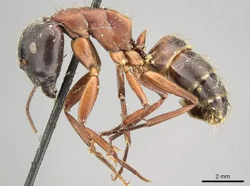 Camponotus vicinus specimen CASENT0915806 image casent0915806_3