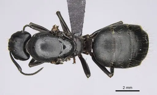 Camponotus vicinus specimen CASENT0919947 image casent0919947_1