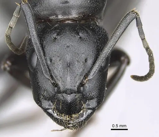 Camponotus vicinus specimen CASENT0919947 image casent0919947_2