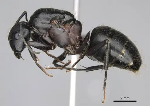 Camponotus vicinus specimen CASENT0919947 image casent0919947_3