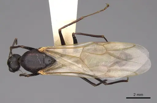 Camponotus vicinus specimen CASENT0923039 image casent0923039_1