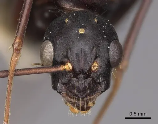 Camponotus vicinus specimen CASENT0923039 image casent0923039_2
